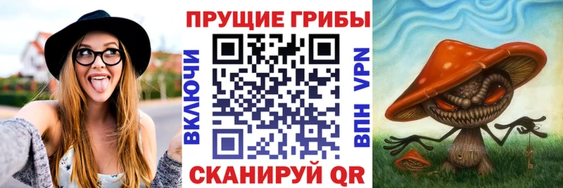 KRAKEN как войти  Кисловодск  Галлюциногенные грибы мицелий 
